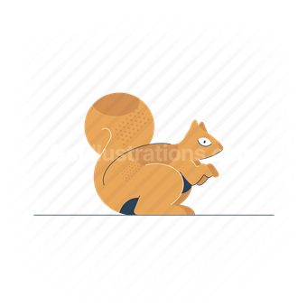 squirrel, animal, wildlife, nature, rodent